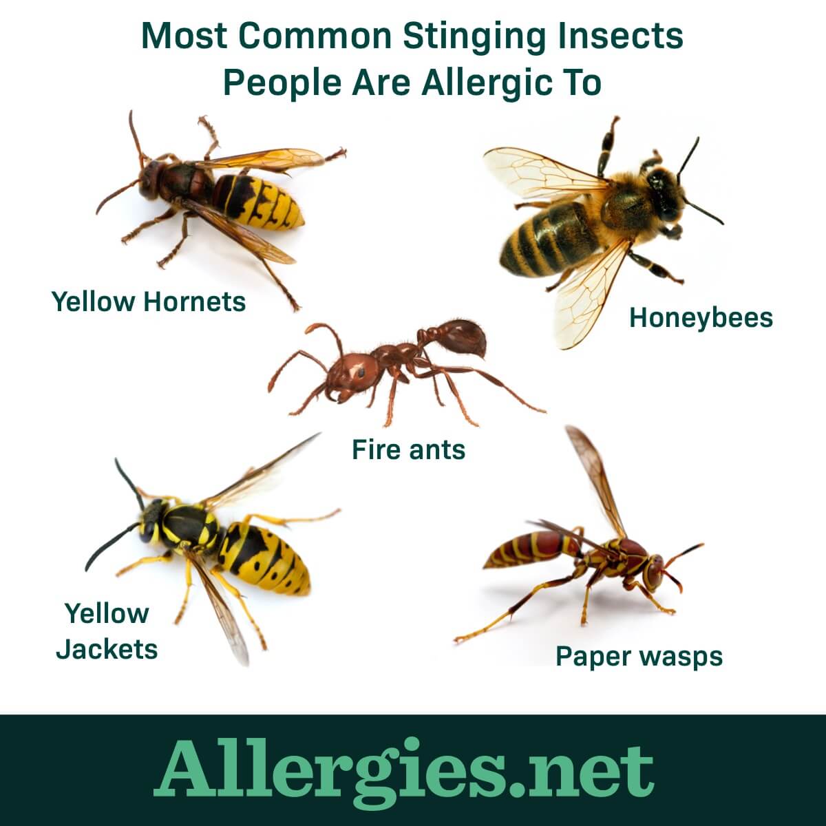 The 5 insects that cause the most allergic reactions are honeybees, paper wasps, yellow jackets, yellow hornets, and fire ants.