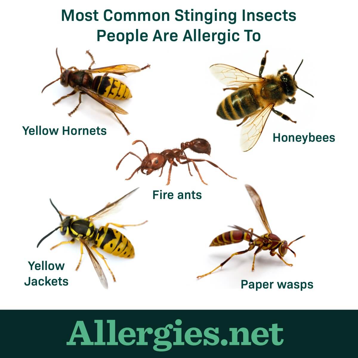 What Are Insect Sting Allergies?