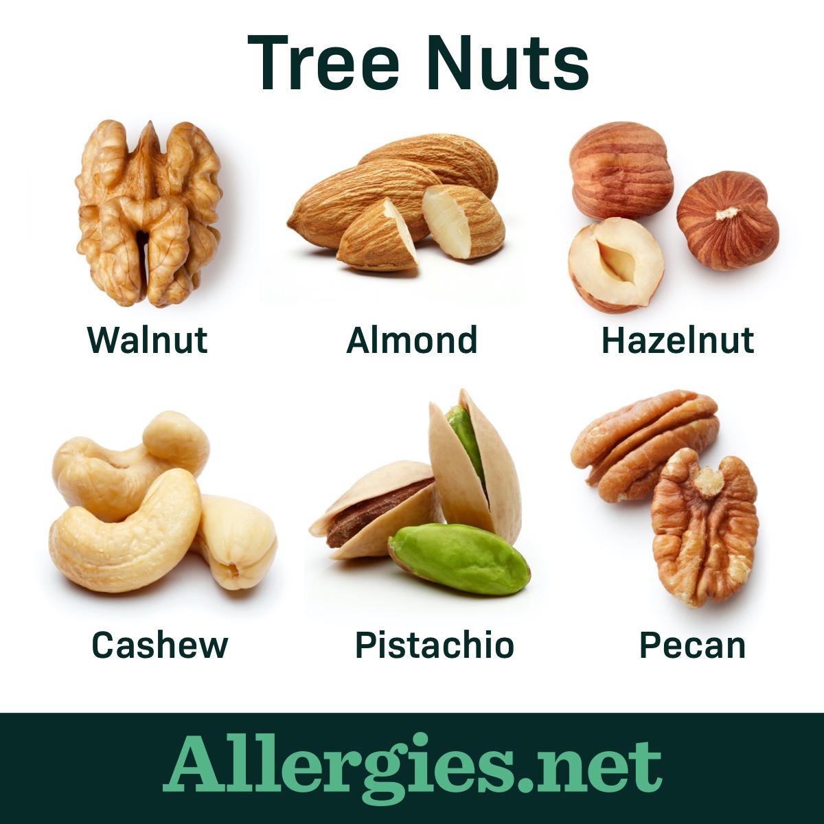 Keep yourself or your child safe by learning what tree nuts look like.