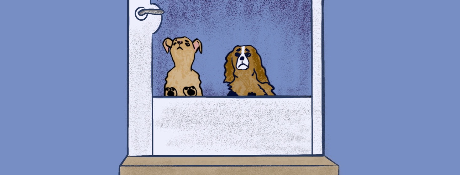 Two small, sad dogs standing on their hind legs and looking out a closed front door.