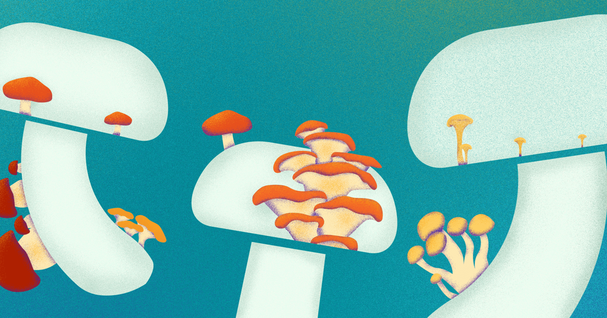 Shiitake Mushrom Allergy Know The Symptoms